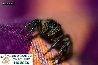 how do you get rid of termites in your home