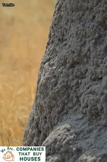 what do house termites look like