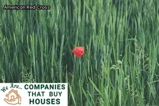 immediate help after fire